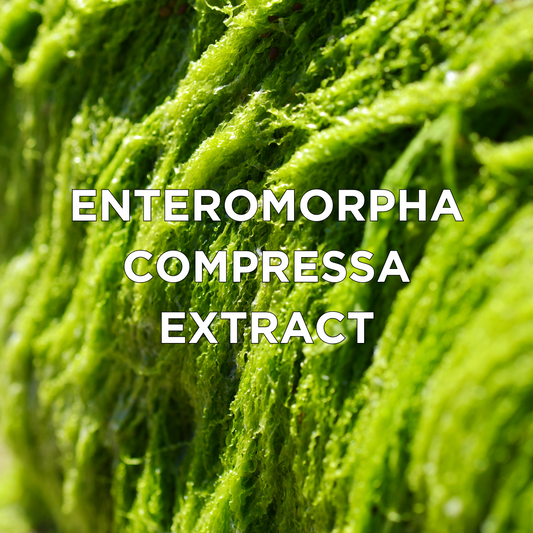 Enteromorpha Compressa Extract
