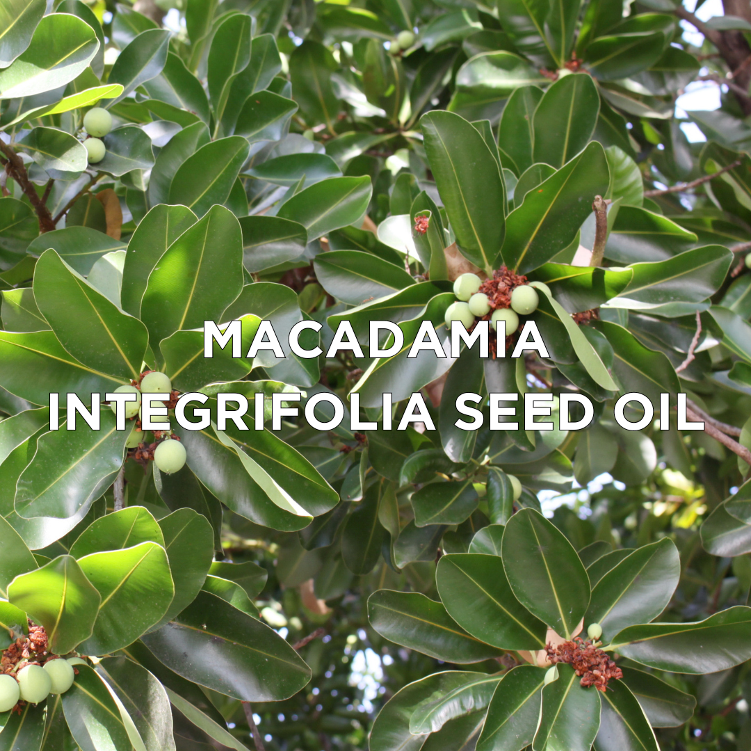 Macadamia Integrifolia Seed Oil